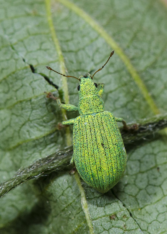 Curculionidae: Polydrusus (Eurodrusus) brevicollis